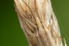 Stenodema laevigata
